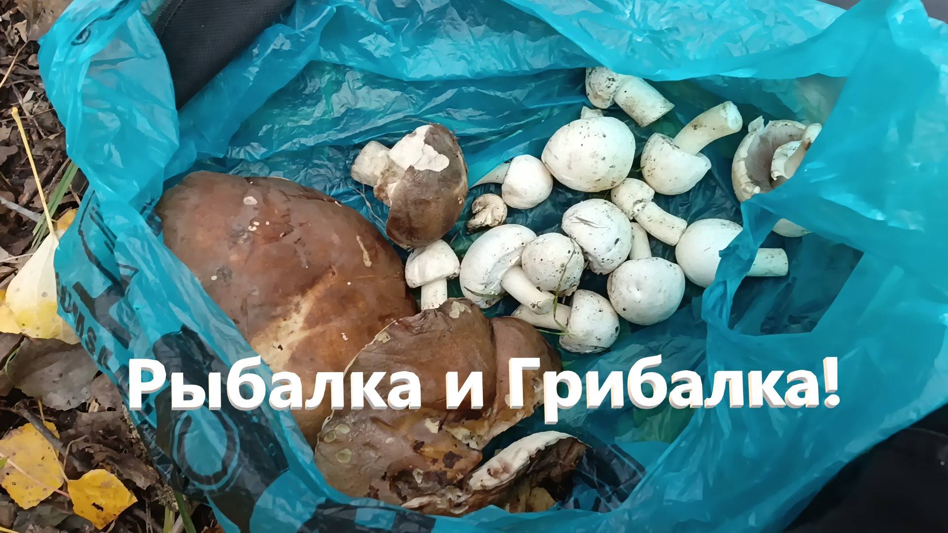 Рыбалка на Кубани!!!! 13 Октября!! Рыбалка и Грибалка Для Всех!!!! Грибы!