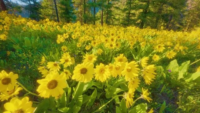 Умиротворяющая атмосфера луга с полевыми цветами 🌼 Цветение бальзамина