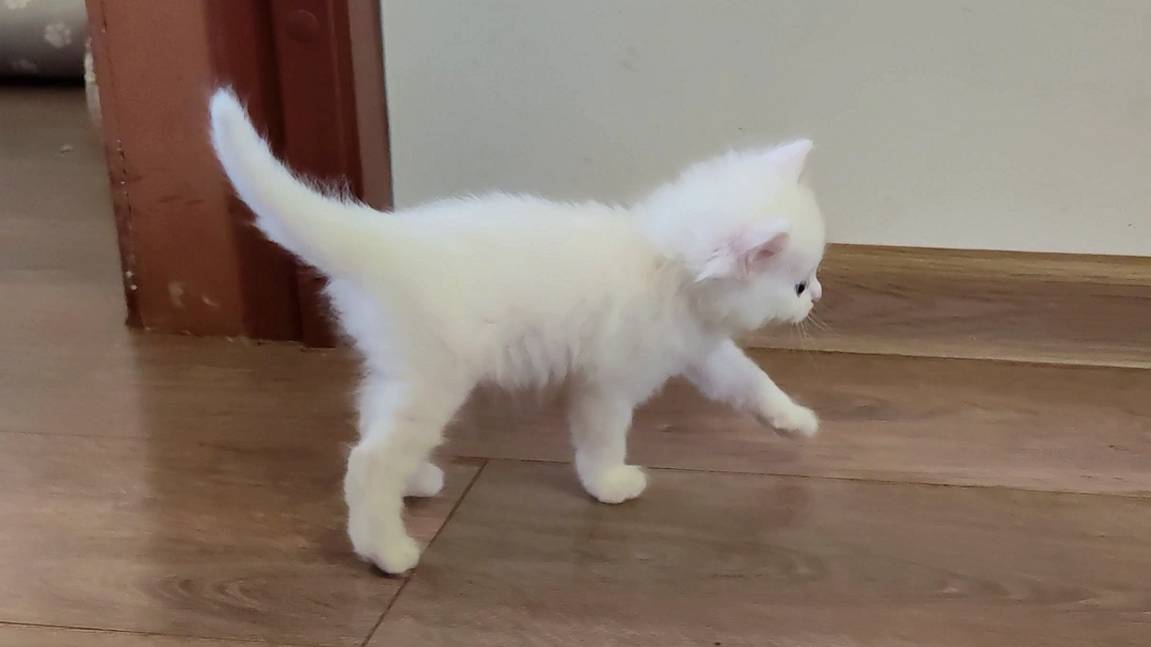 Первые шаги маленького белого котёнка. Мама-кошка всегда рядом.