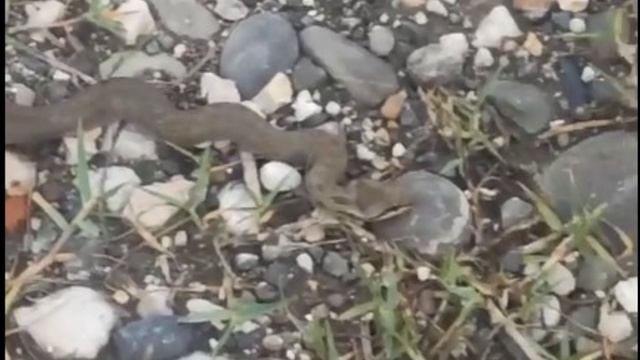 Змея в октябре)