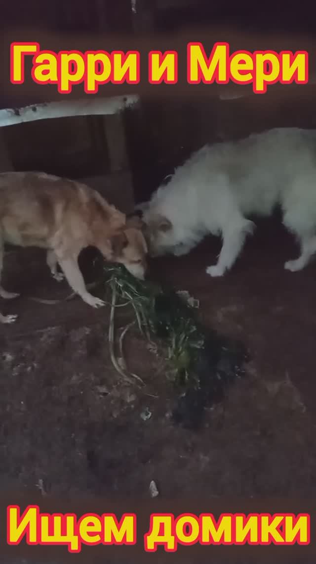 Гарри и Мери теребят ботву кабачков