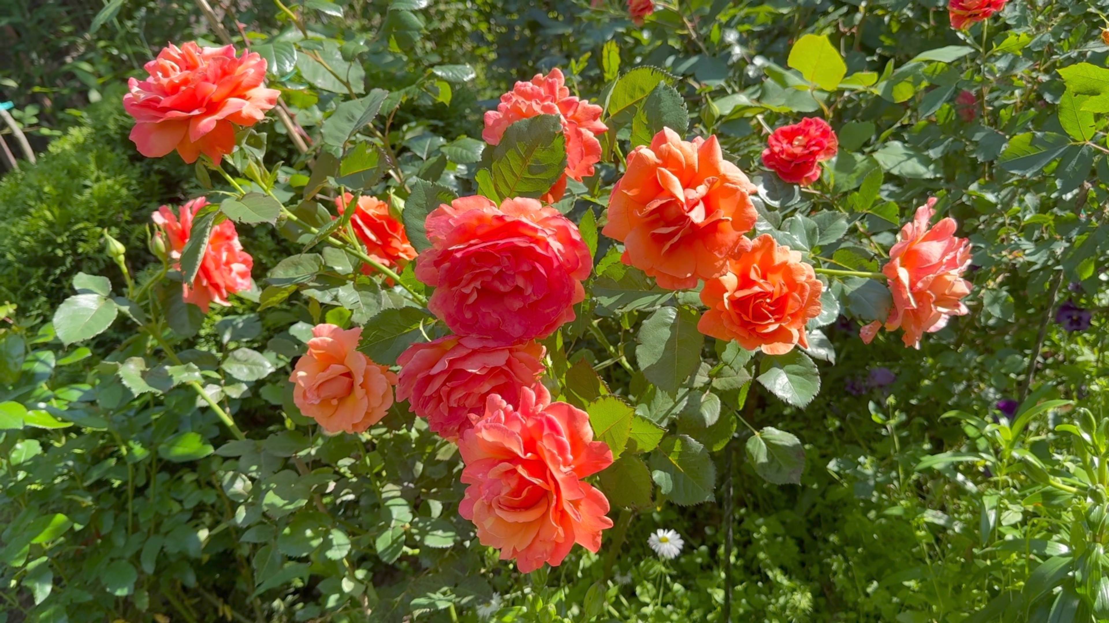 Июль в Саду 2 и 5 июля 2025