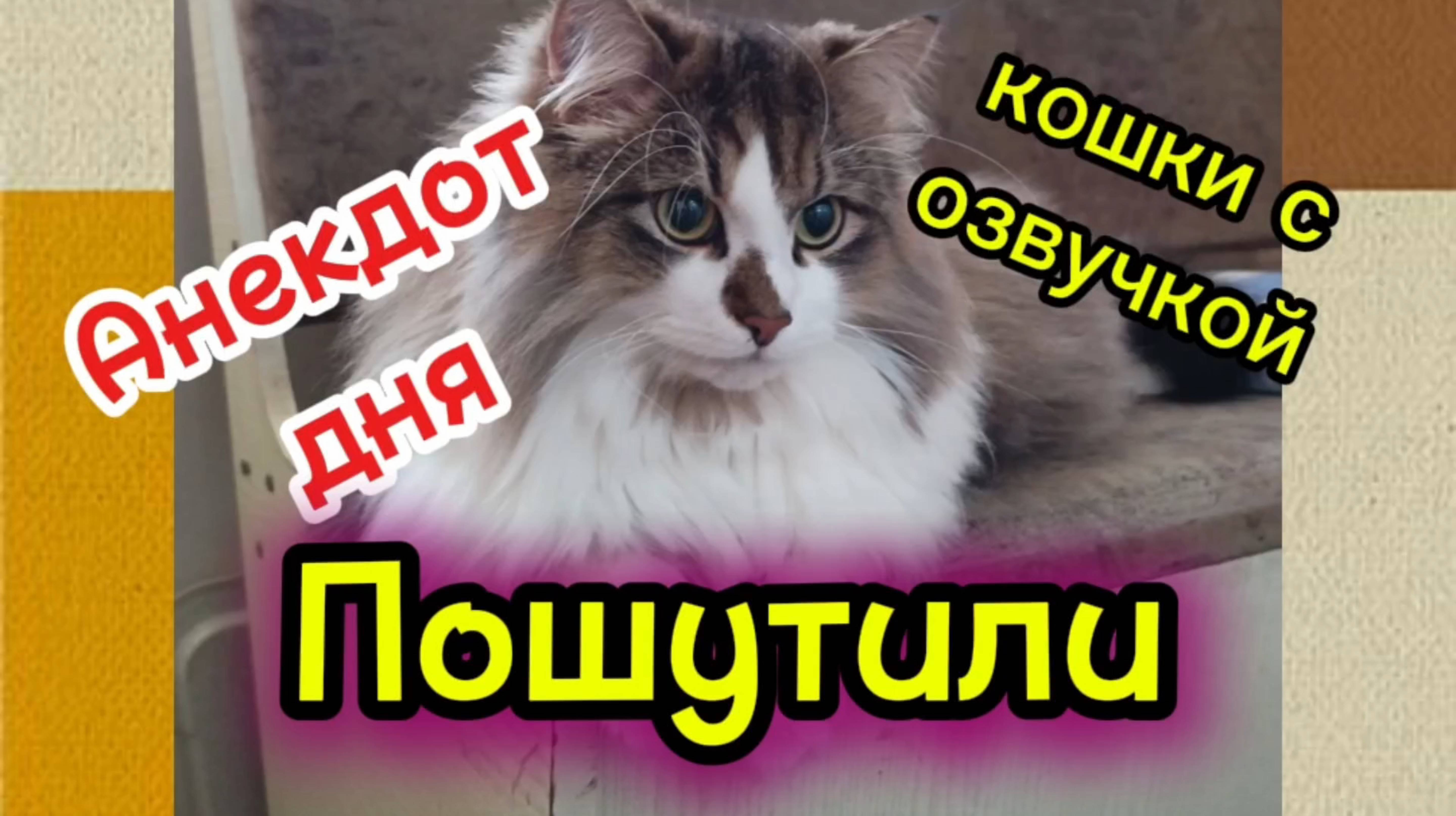 Анекдот дня. Кошки с озвучкой.