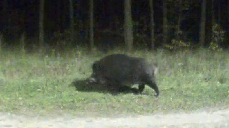 КАБАНЧИК В ЛАСКОВО