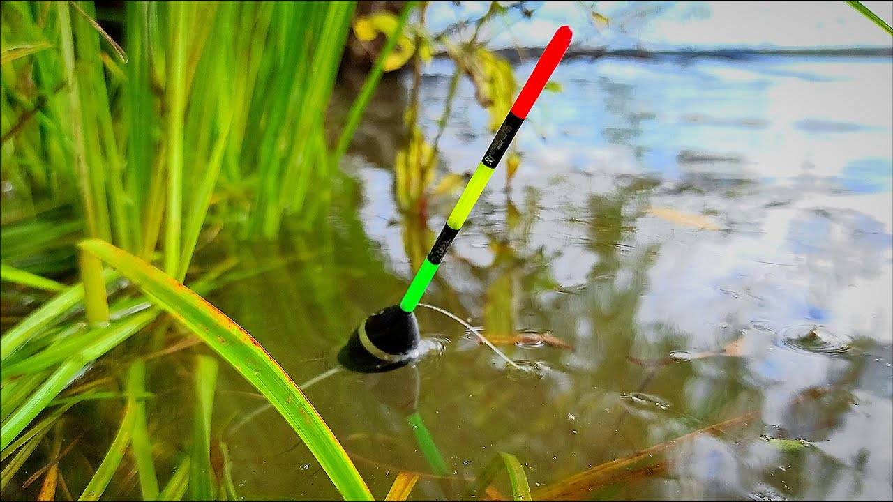 НЕ ДУМАЛ ЧТО ОНО СРАБОТАЕТ! Закинул Поплавок на БЕЛОГО и ПОНЕСЛАСЬ! Рыбалка 2025