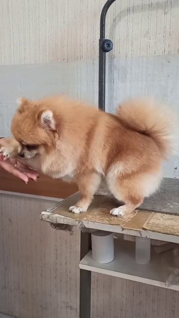 Девочка шпица подстриглась. Зоосалон Eteluin г.Краснодон.