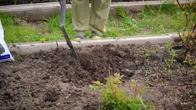 Сад мечты. Выпуск 26