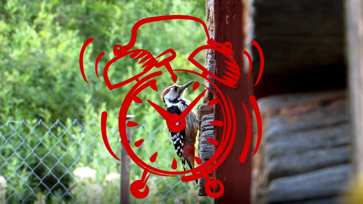 Эй! Всавайте, хватит спать