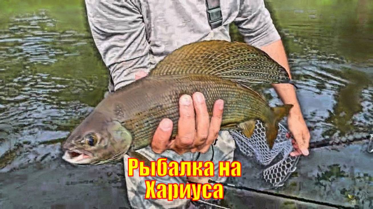 Рыбалка на ГИГАНТСКОГО Хариуса на Аляске