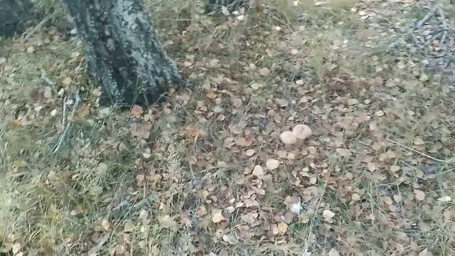 СЕНТЯБРЬ 2025