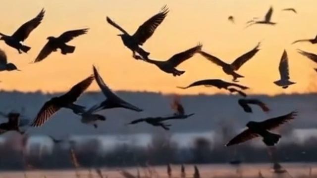 Пойду гулять я в старый лес - текст песни Татьяна Евдокимова, клип Денис Миронов