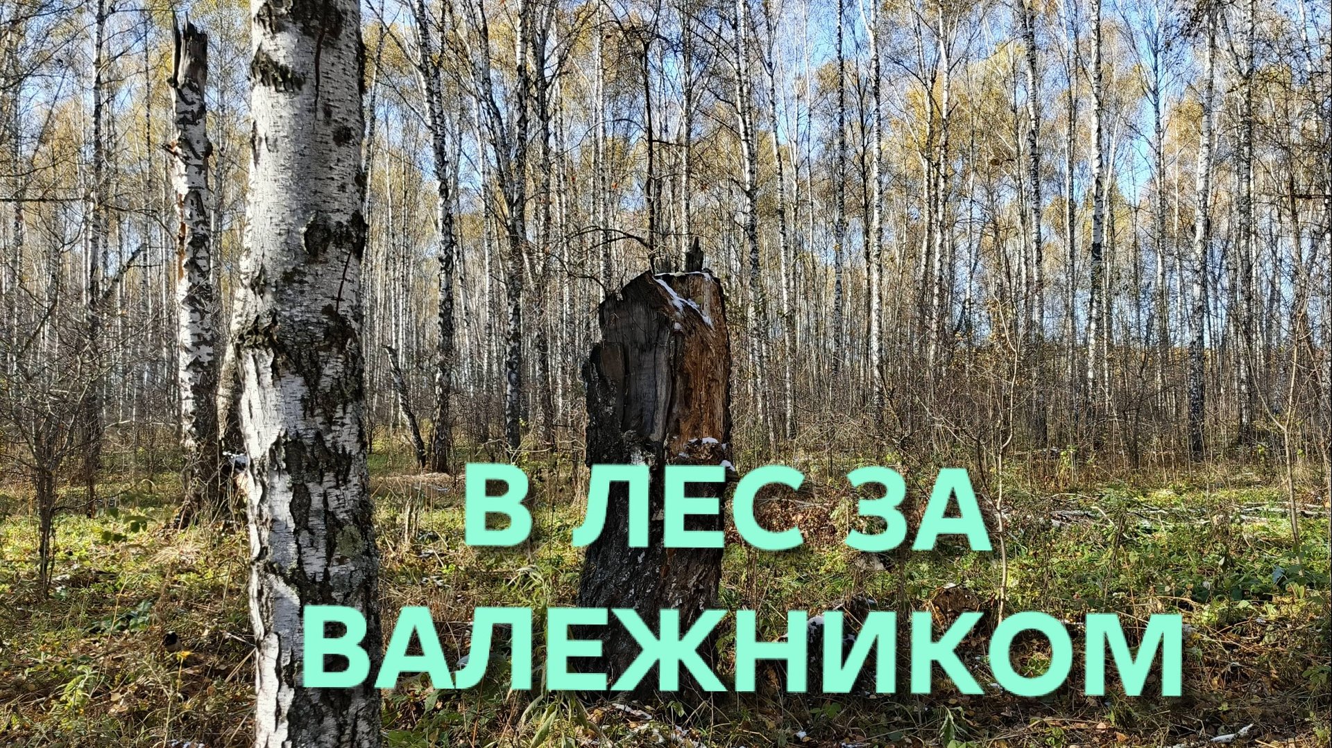 Собираю валежник в лесу и делаю это правильно