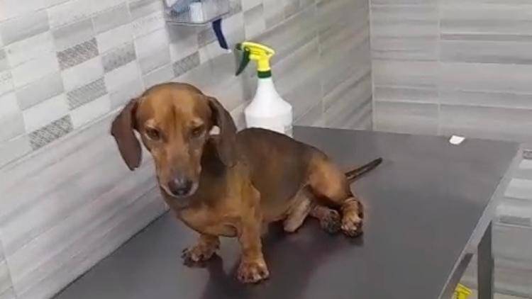 Такса выброшена на обочине