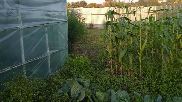 31.8.25г.  Первый Урожай🌽🌽🌽 КУКУРУЗЫ!!!👍👍👍🙂