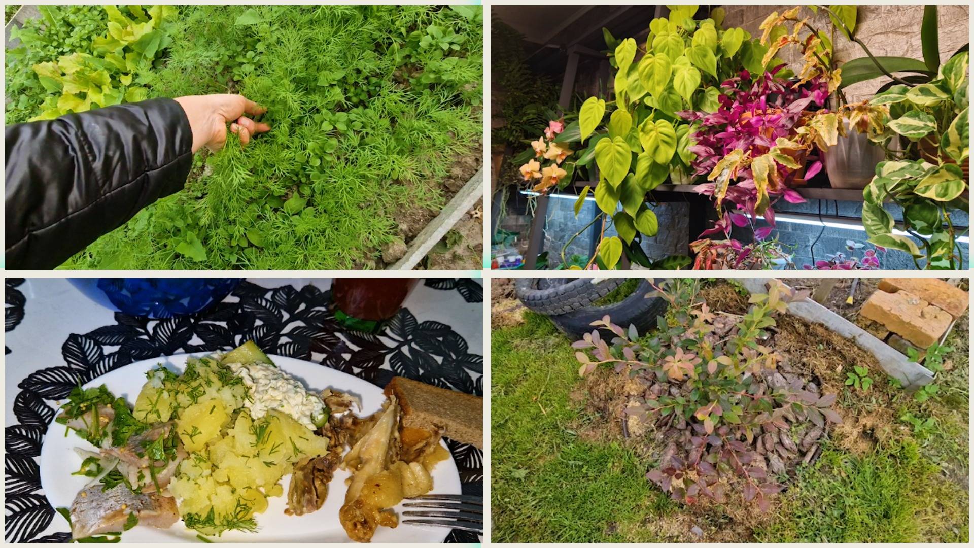 Голубика и теплица в октябре. Доп освещение для оранжереи. Ужин