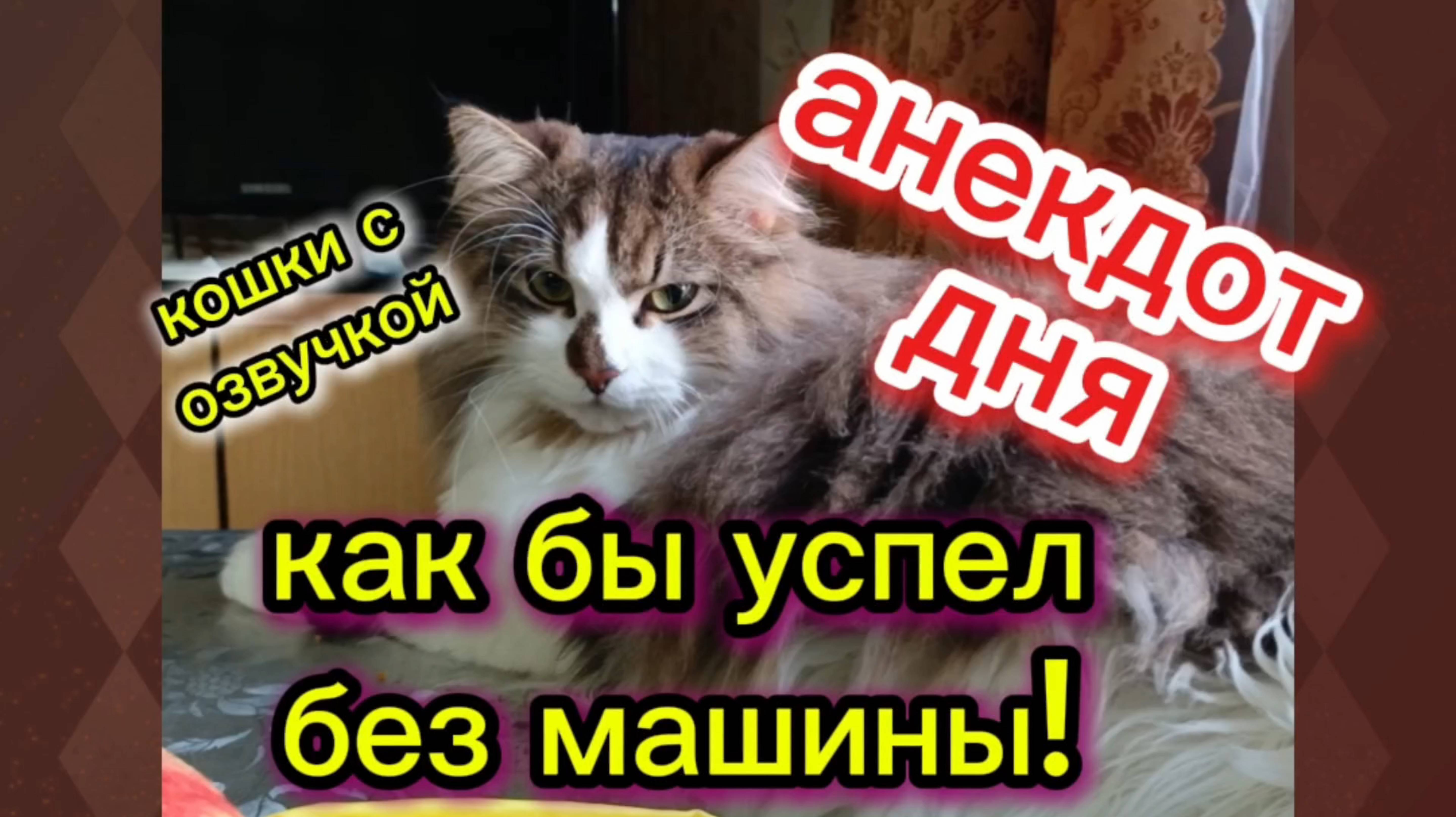 Анекдот дня