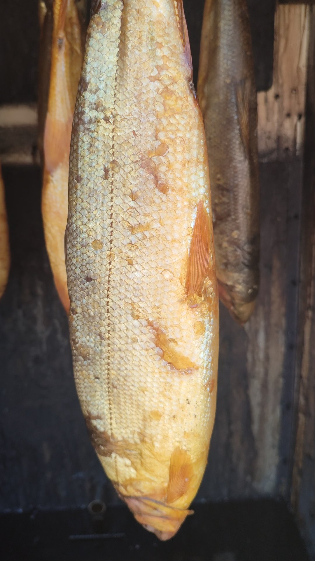 Oмуль холодного копчения. #shorts Северная рыбка. Дары Енисея. #fishing #омуль