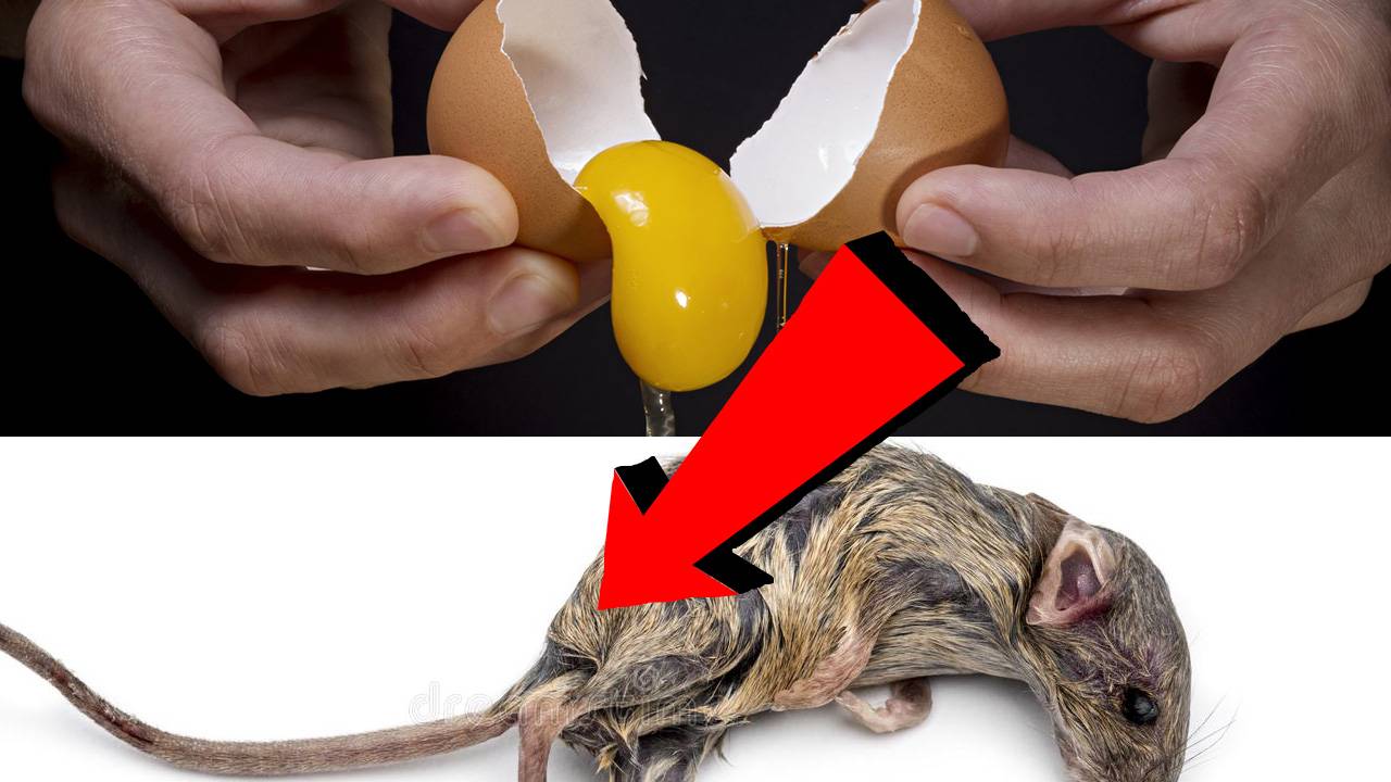 Как избавиться от мышей За 3 Секунды..!!!!......