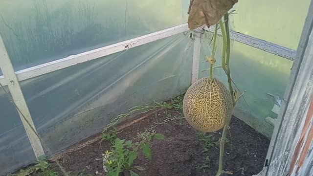 30.8.25г.   Обзор в ТЕПЛИЦЕ!!!  Что ОСТАЛОСЬ??? 😒   Бабье🌾🌹 ЛЕТО к Нам Пришло!!!👍👍👍