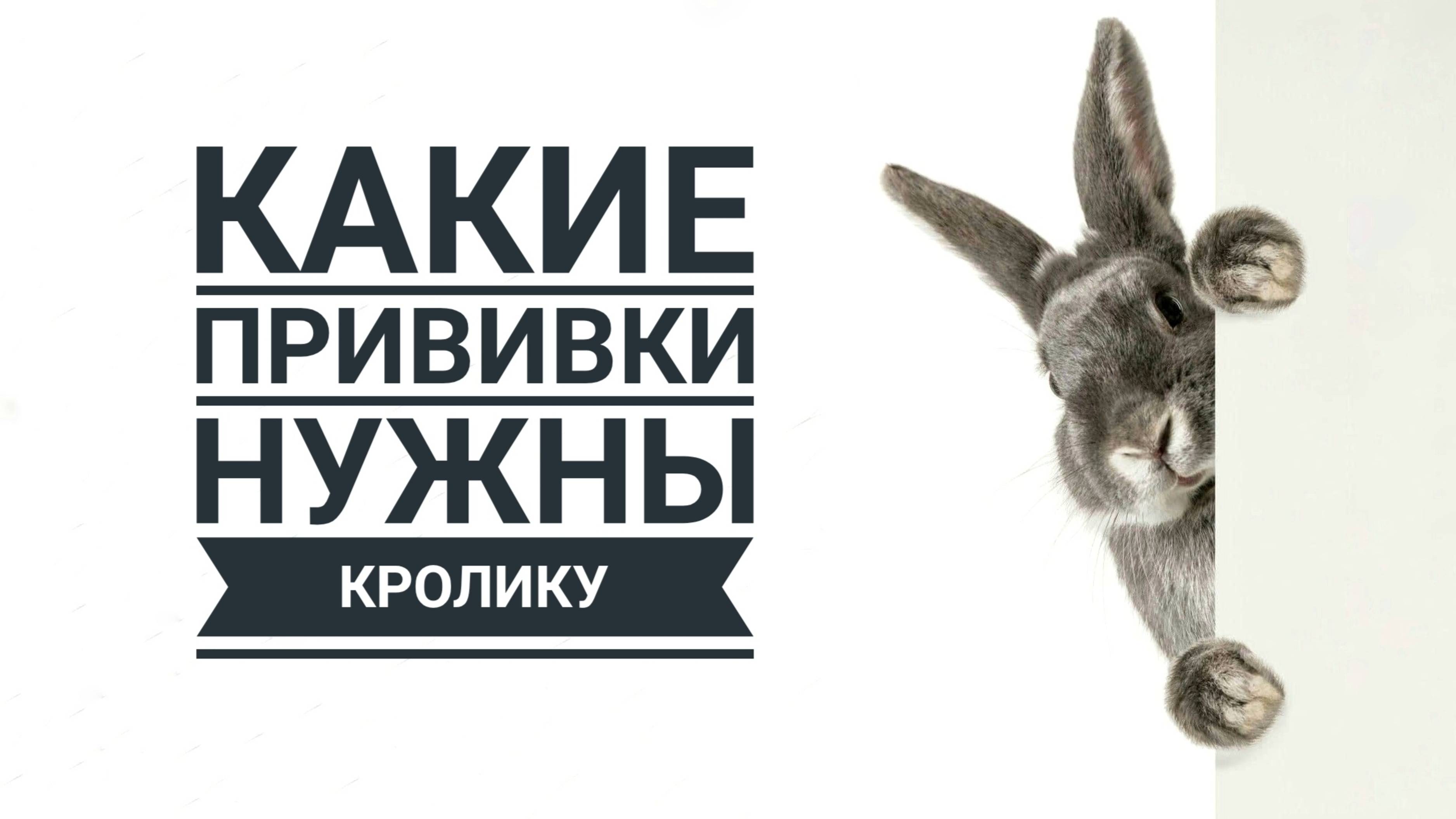 Нужны ли декоративному кролику прививки