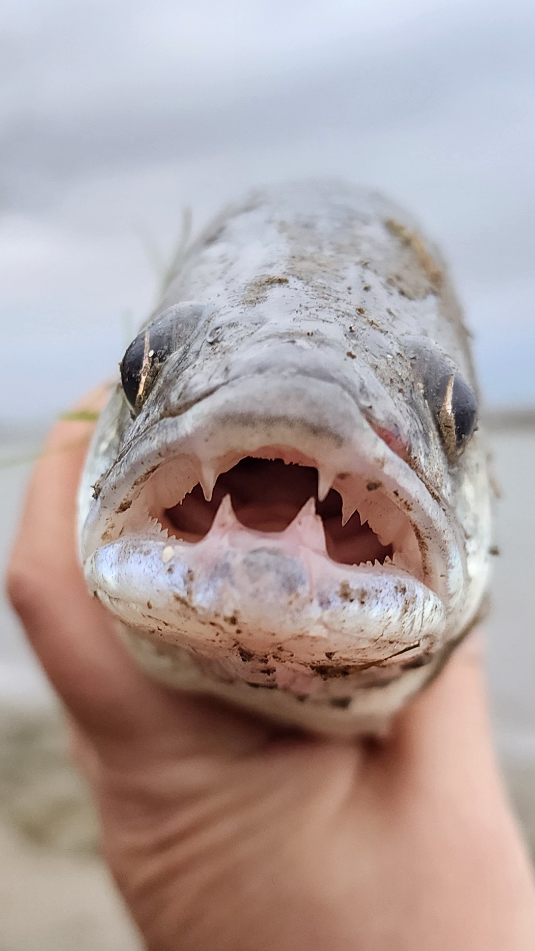 🔥Судака-Цапнули🔥 на Волге!!!