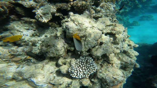 часть 7 Ракушка и рыба риф шарм эль шейх