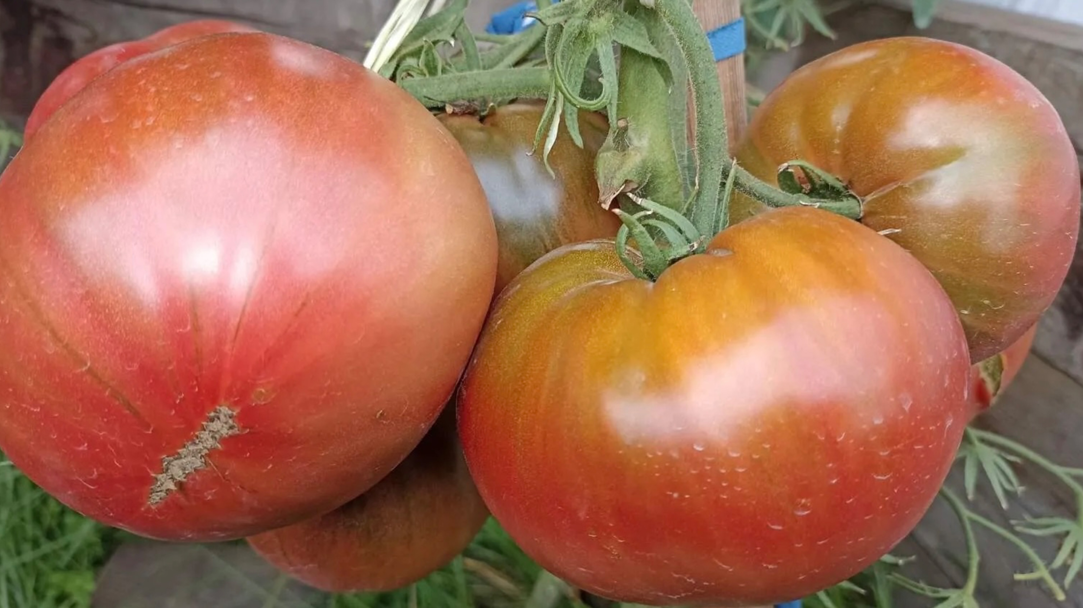 Лучшие из лучших шоколадные сорта томатов в моей коллекции. Выбираем для следующего сезона!