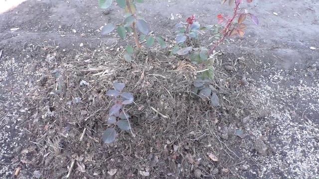 Укрываю розы