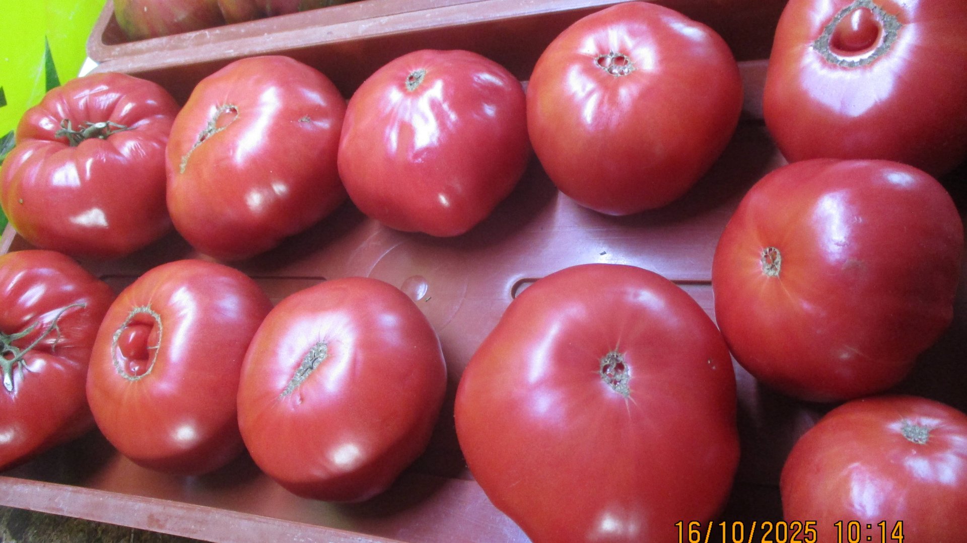 УНИКАЛЬНЫЕ КАЧЕСТВА томата КОТ ТИМОФЕЙ я обнаружила только поздней осенью! Дегустация сорта.