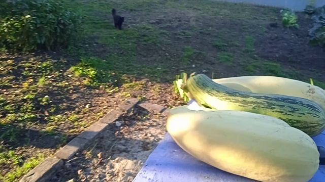 6.9.25г.   Начала Убирать ОГОРОД!!!🙂    Необычный ОБЗОР!!!👍👍👍