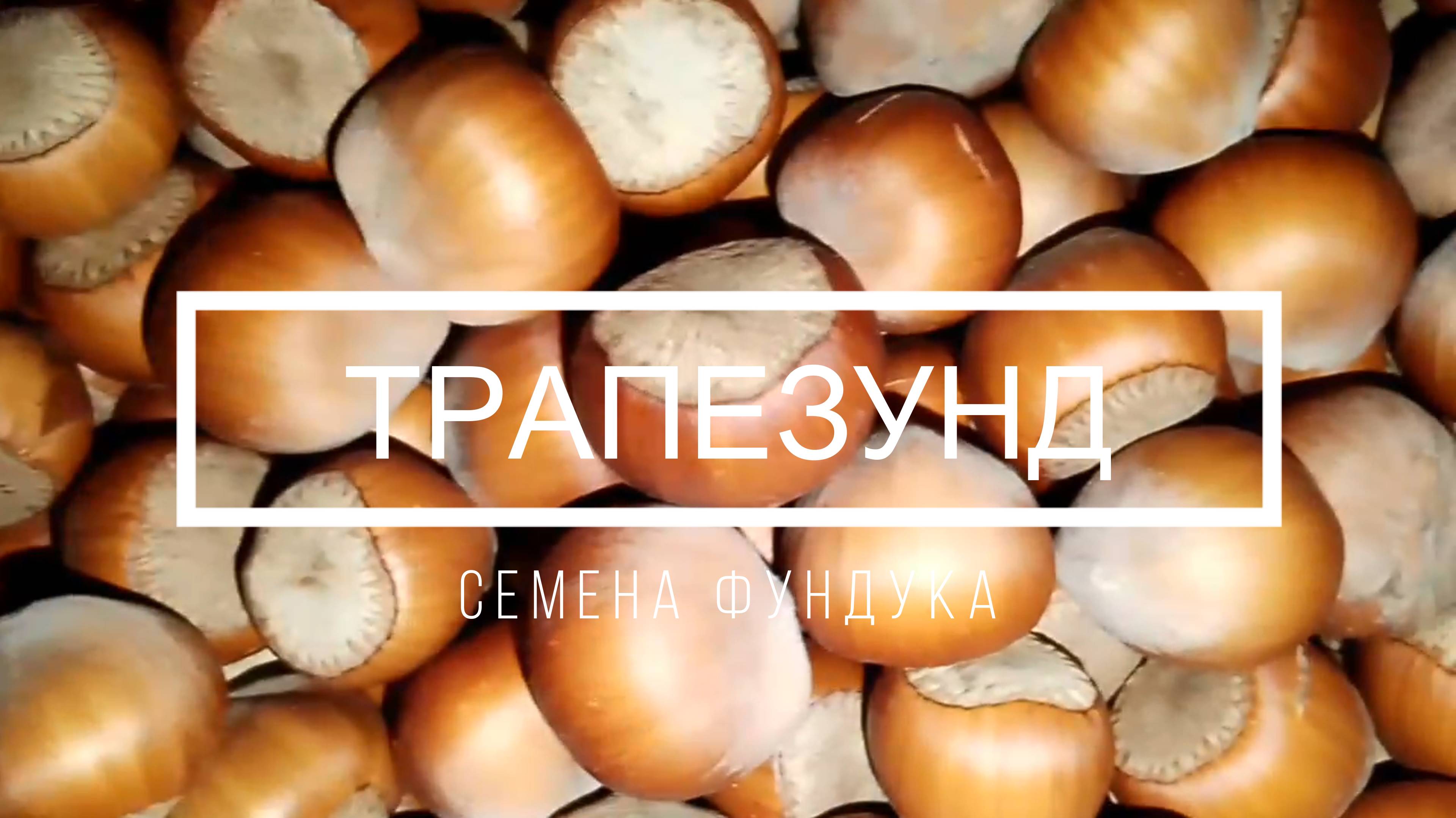 Фундук Трапезунд как прорастить семена? Ростов-на-Дону | Small Gardens