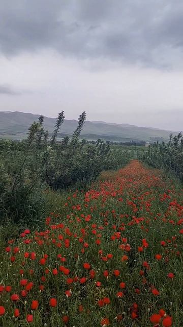 Бескрайние маковые поля #маки #полямаками  #ташкент #каппаркен #весна #цветы #поля #узбекистан