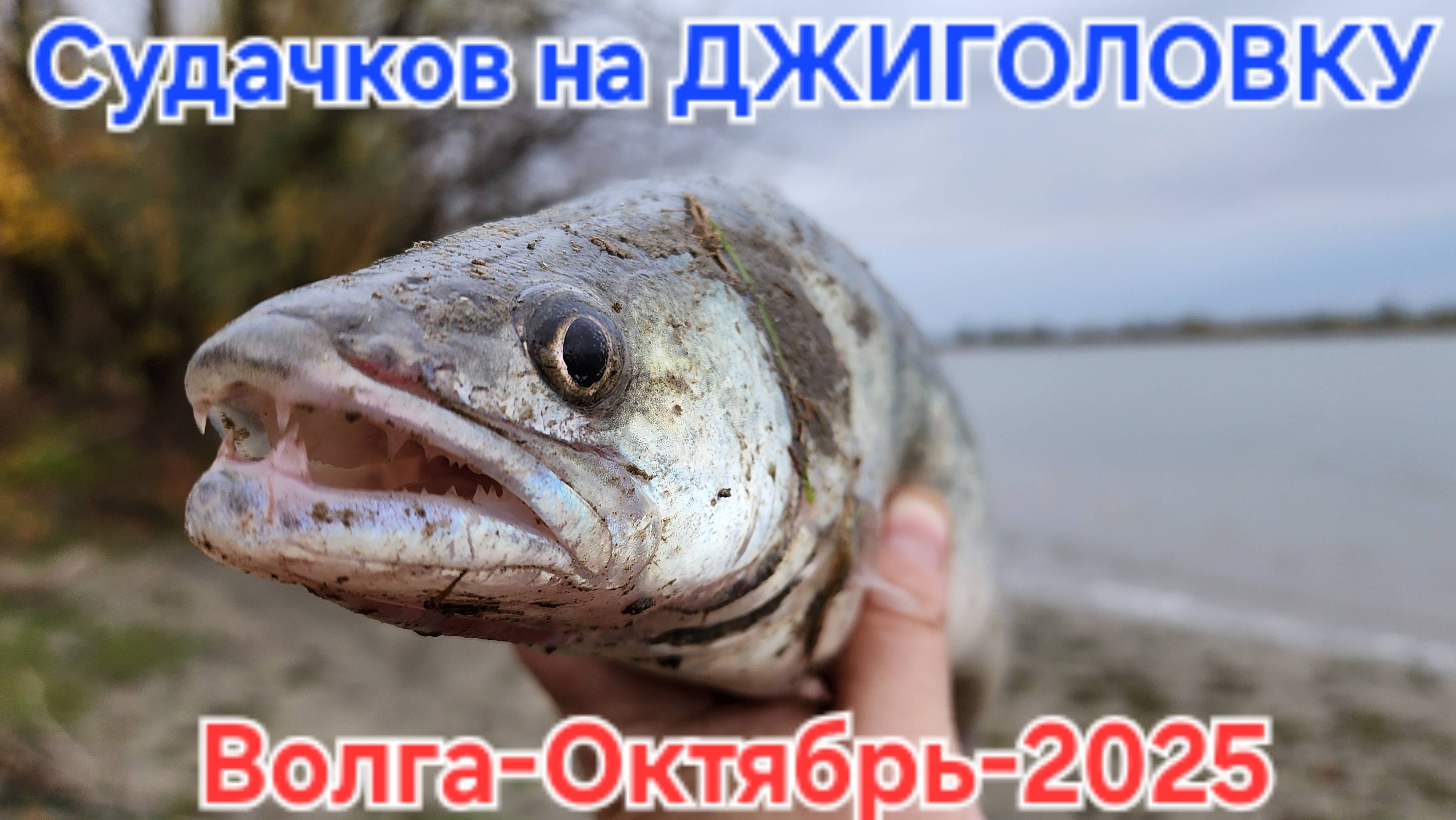 🔥Судаков на ДЖИГОЛОВКУ наловили ⚡️ утренняя рыбалочка на Волге  🔥 Астрахань- Рыбалка Октябрь 2025
