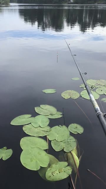 Ленобласть. Хвойное. 07.07.2024. Вуокса. Рыбалка. Ловись рыбка большая и маленькая