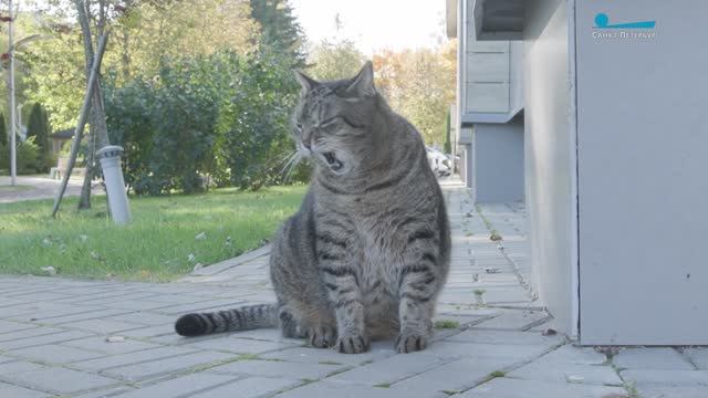 Кот Бегемот. Пушистый психолог Мультицентра социальной интеграции из Всеволожска