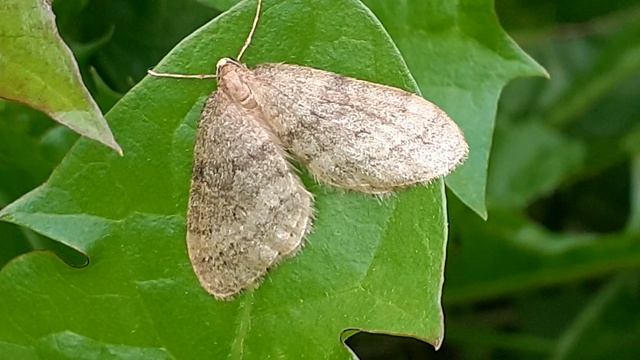 Короткокрылая осенняя пяденица (Operophtera fagata)