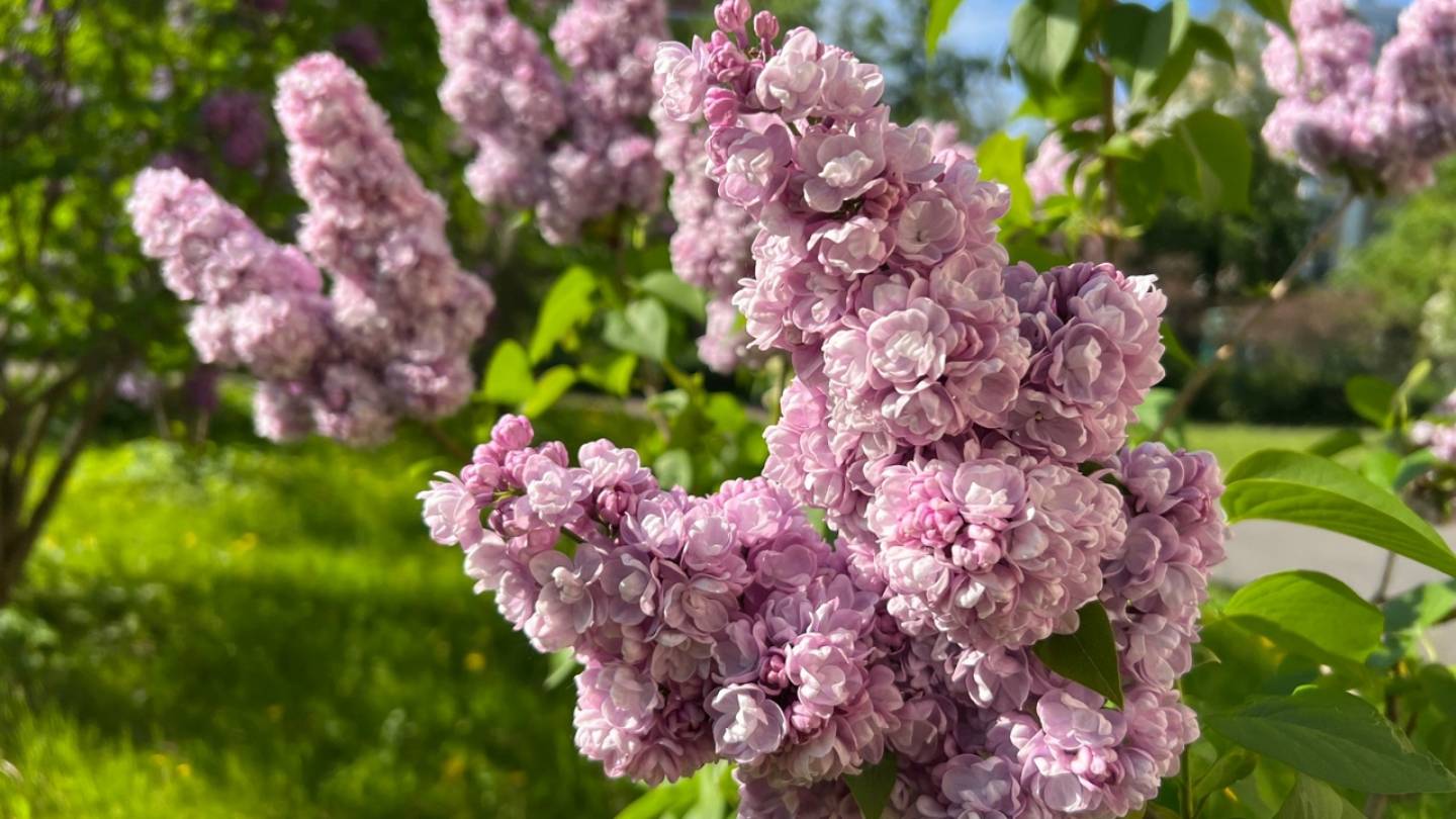 Сирень сорта «Михайло Ломоносов» высадят на Васильевском острове