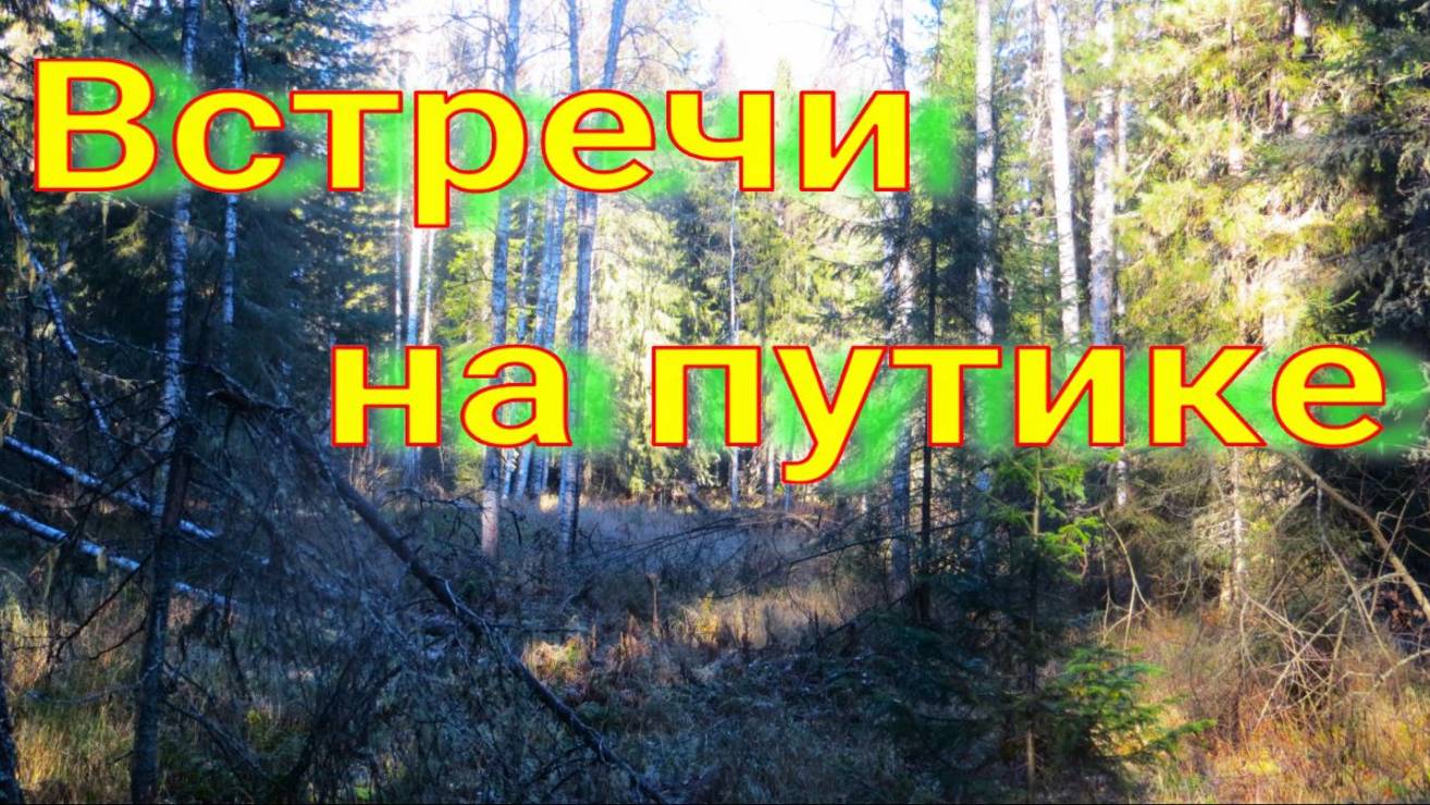 Пошёл по путику не далеко Аркан нашёл медведя попытка подойти медведи ещё кормятся под шумел лосей