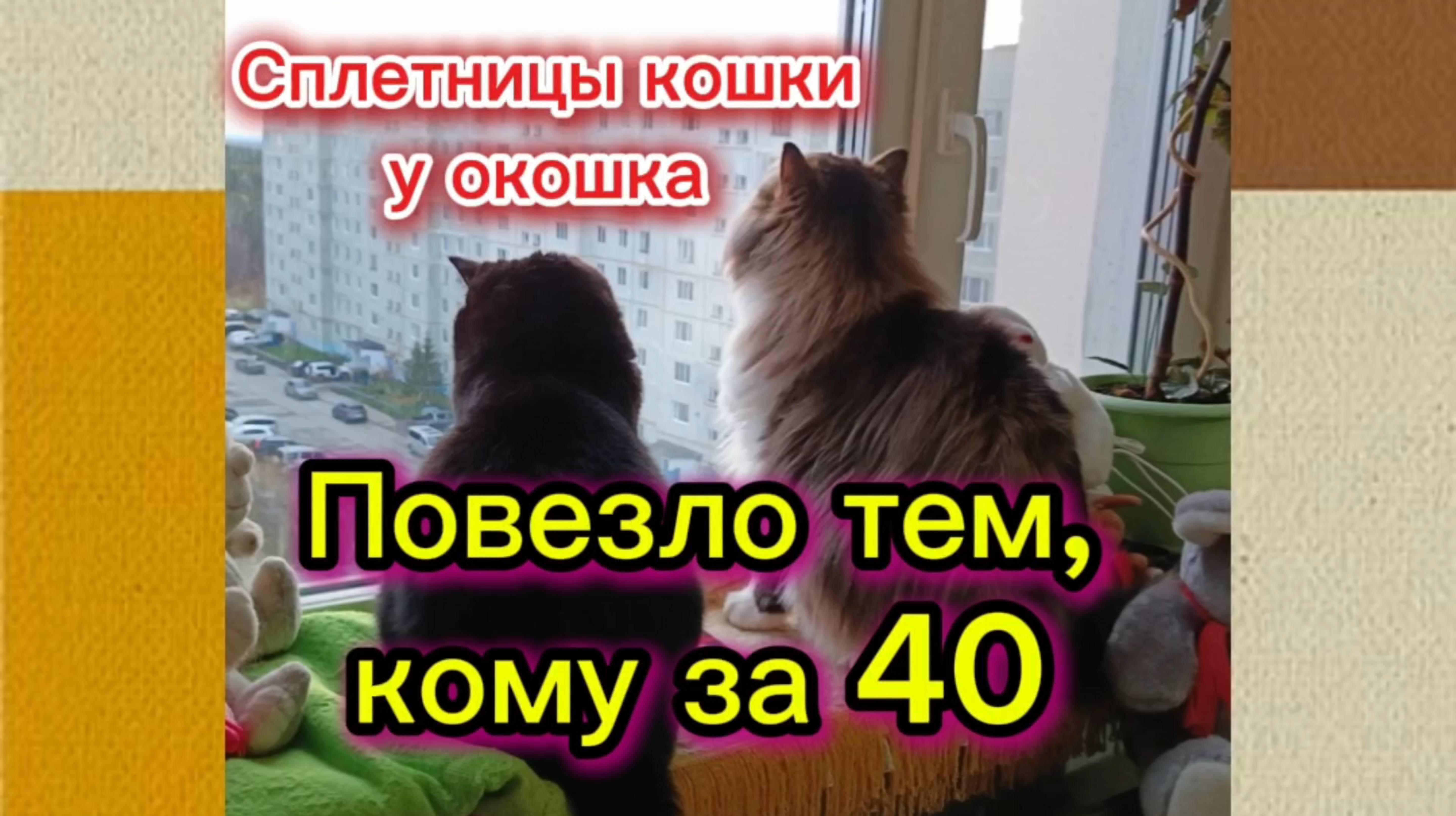 Кошки с озвучкой.