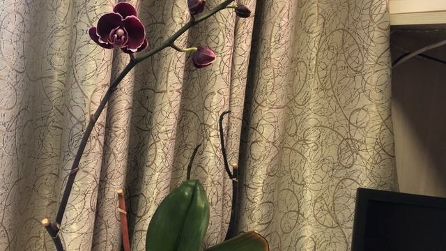 Полив орхидей после пересадки