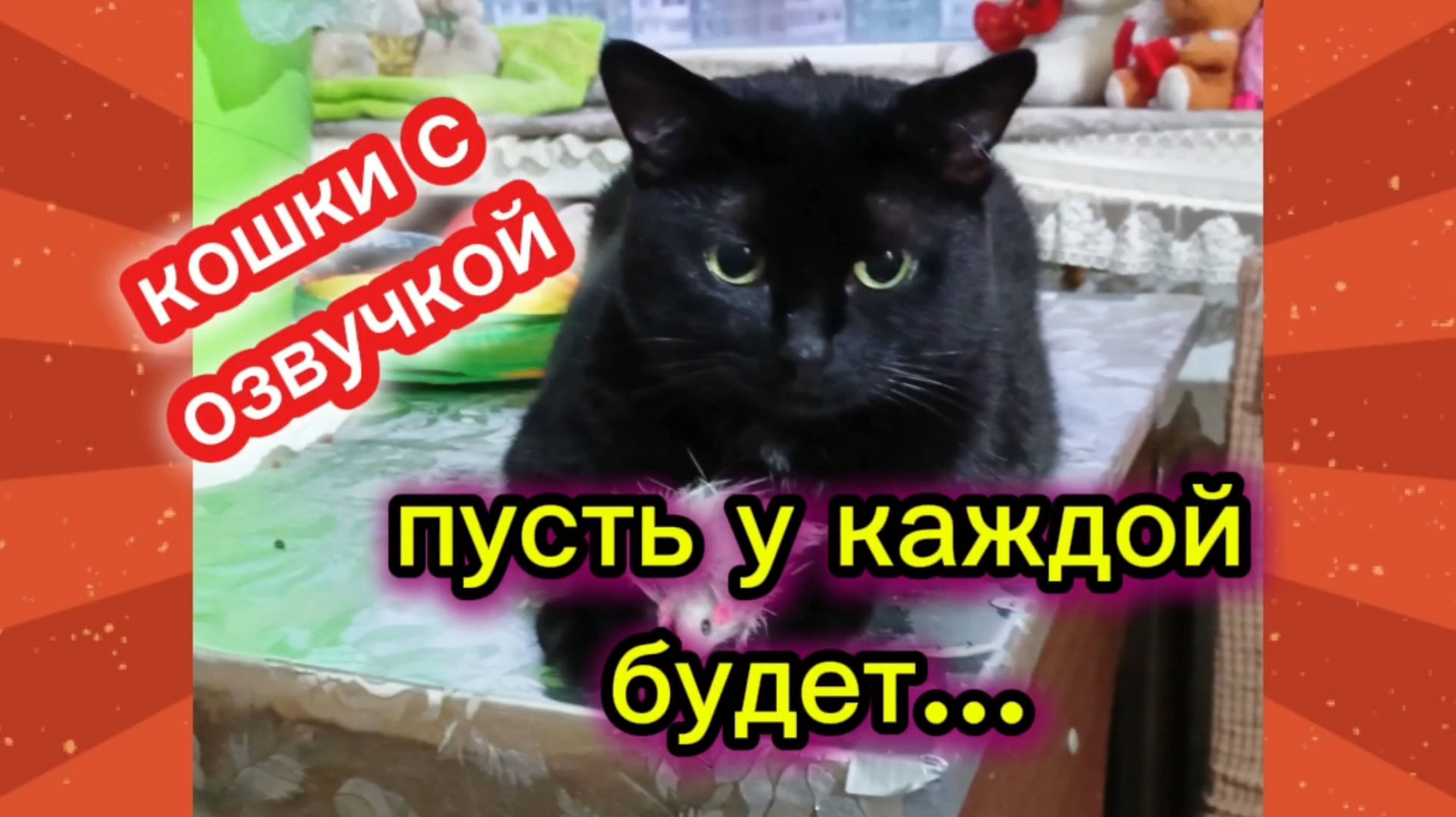 Кошки с озвучкой.