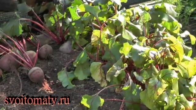 Когда и как убирать свеклу на хранение