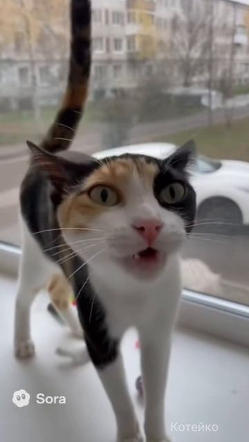 А с енотом ездить не опасно? Сериал "Котейко". Эпизод 7.