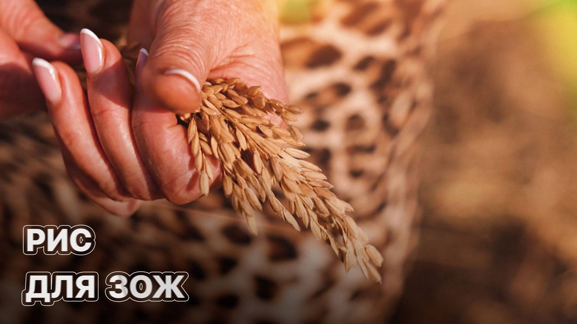 Как выращивают экологически чистый рис? ЗЕМЛЕХОД