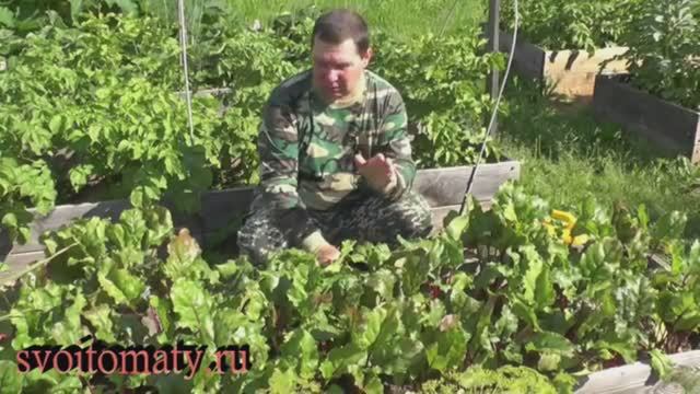 Урожайная и сладкая свекла что нужно сделать в середине роста