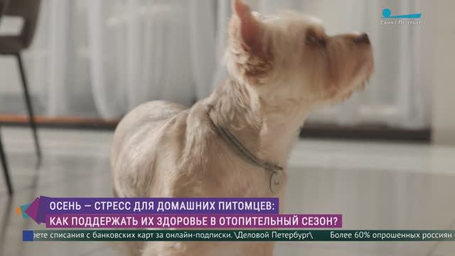 Осенний стресс для домашних питомцев. Как поддержать здоровье кошек и собак?