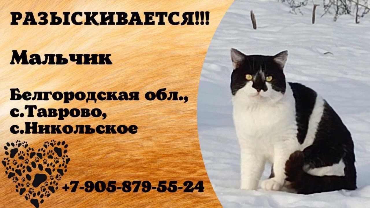 Пропал кот! Мальчик. Белгородская обл., с.Таврово.