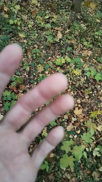 Крайне Северный Ниндзя 'ЛавинА' - E:] (17.10.2025) Very Nordic Ninja 'LavinA' - E:] #NinjaLive #Life