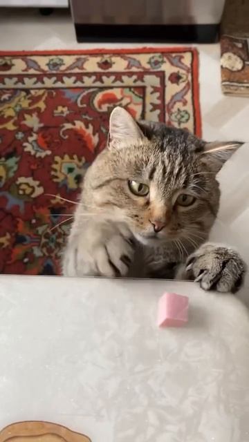 Два кусочЕка колбаски