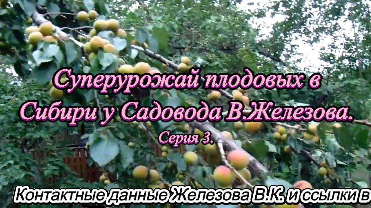 Суперурожай плодовых в Сибири у Садовода В.Железова. Серия 3.